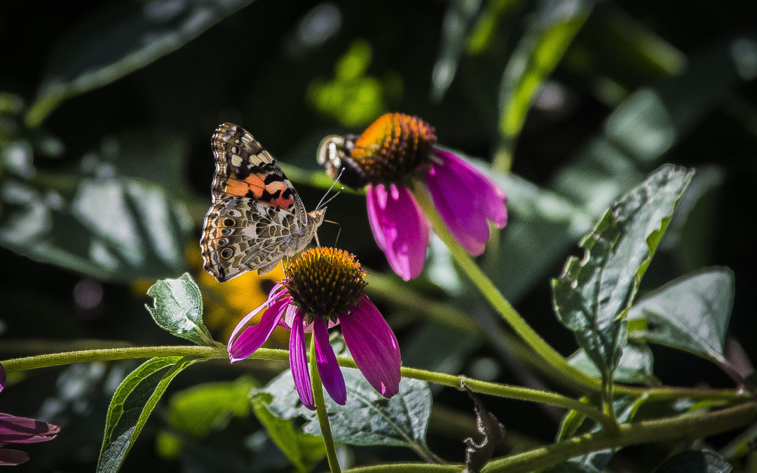 butterfly flower